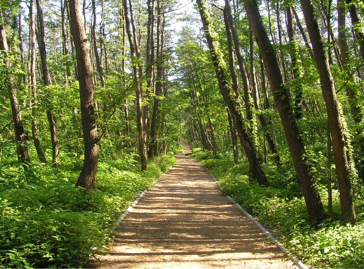 ���̏���