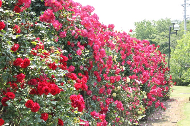 �u���q���܂̉��K�E���S�E���S�̎����v�Ɍ����āA���k�d�̓t�����e�B�A�ݗ� �C���[�W