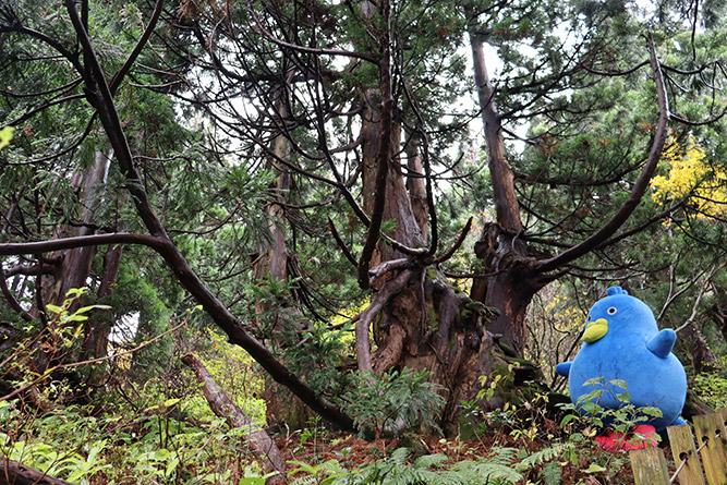 ���n�Ȃ�ł͂̔������厩�R �C���[�W3