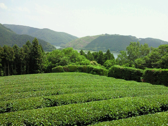 ���Y�_�Ƃ�DNA������� �C���[�W1