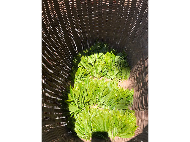 ���Y�_�Ƃ�DNA������� �C���[�W2