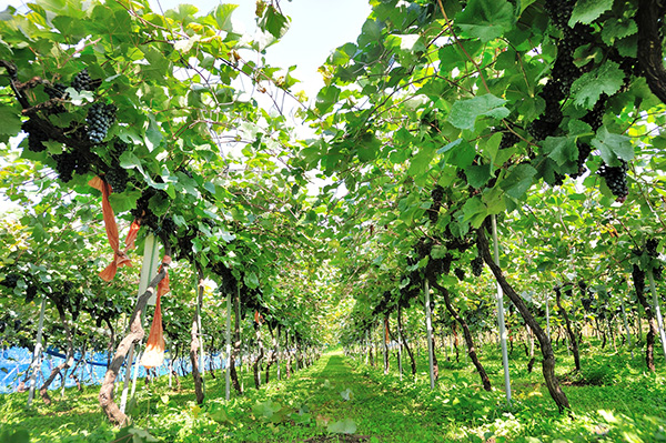 �ꐢ�I�̎��𒴂��āA���{�̃��C���̗��j�����u��̌��������v �C���[�W2