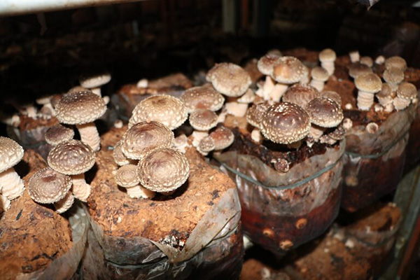 �ȃG�l���ʂ̍��������_��n�E�X�Ő��Y����������Y�̃V�C�^�P��S���� �C���[�W1