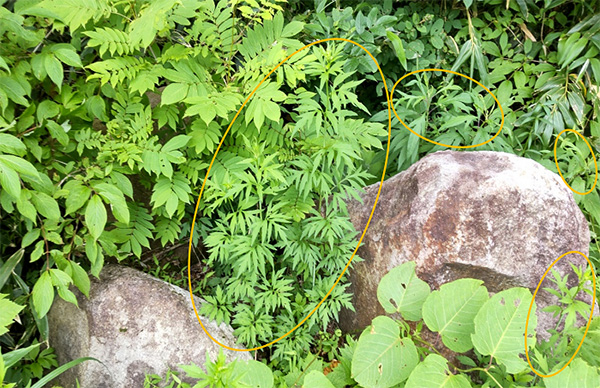 ���d�����ӂ̍ݗ��A���Ɉ��e�����y�ڂ��I�I�n���S���\�E �C���[�W2