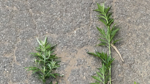 ���k���R�G�l���M�[ ���Ύ��Ə��̗ѓc����ɕ����܂����B �C���[�W3