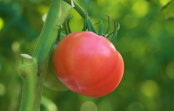 �q�[�g�|���v���p�ɂ��g�}�g�͔|�ւ̌��� �C���[�W1