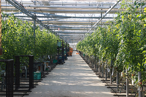 �q�[�g�|���v���p�����H���Ă���g�}�g�_�Ƃ��܂ւ��b���f���܂��� �C���[�W2