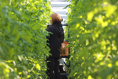 �q�[�g�|���v���p�����H���Ă���g�}�g�_�Ƃ��܂ւ��b���f���܂��� �C���[�W9