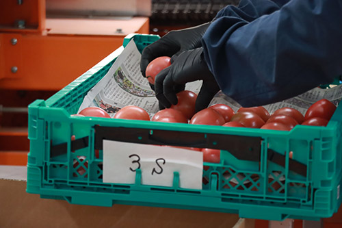 �q�[�g�|���v���p�����H���Ă���g�}�g�_�Ƃ��܂ւ��b���f���܂��� �C���[�W10