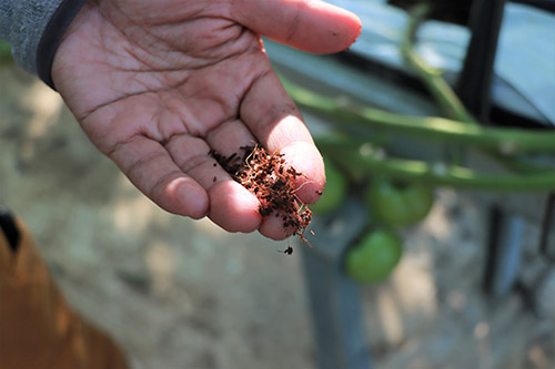 �q�[�g�|���v���p�����H���Ă���g�}�g�_�Ƃ��܂ւ��b���f���܂��� �C���[�W11