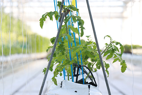 �q�[�g�|���v���p�����H���Ă���g�}�g�_�Ƃ��܂ւ��b���f���܂��� �C���[�W12