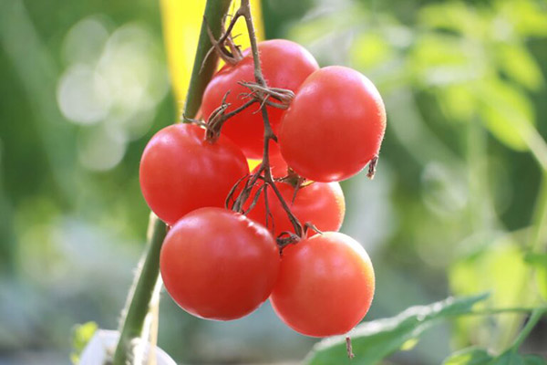 ��ނ��I���� �C���[�W1