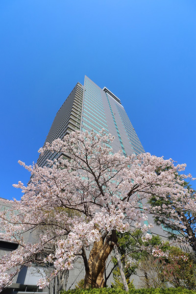 ���̑��A�����̗l�q �C���[�W13