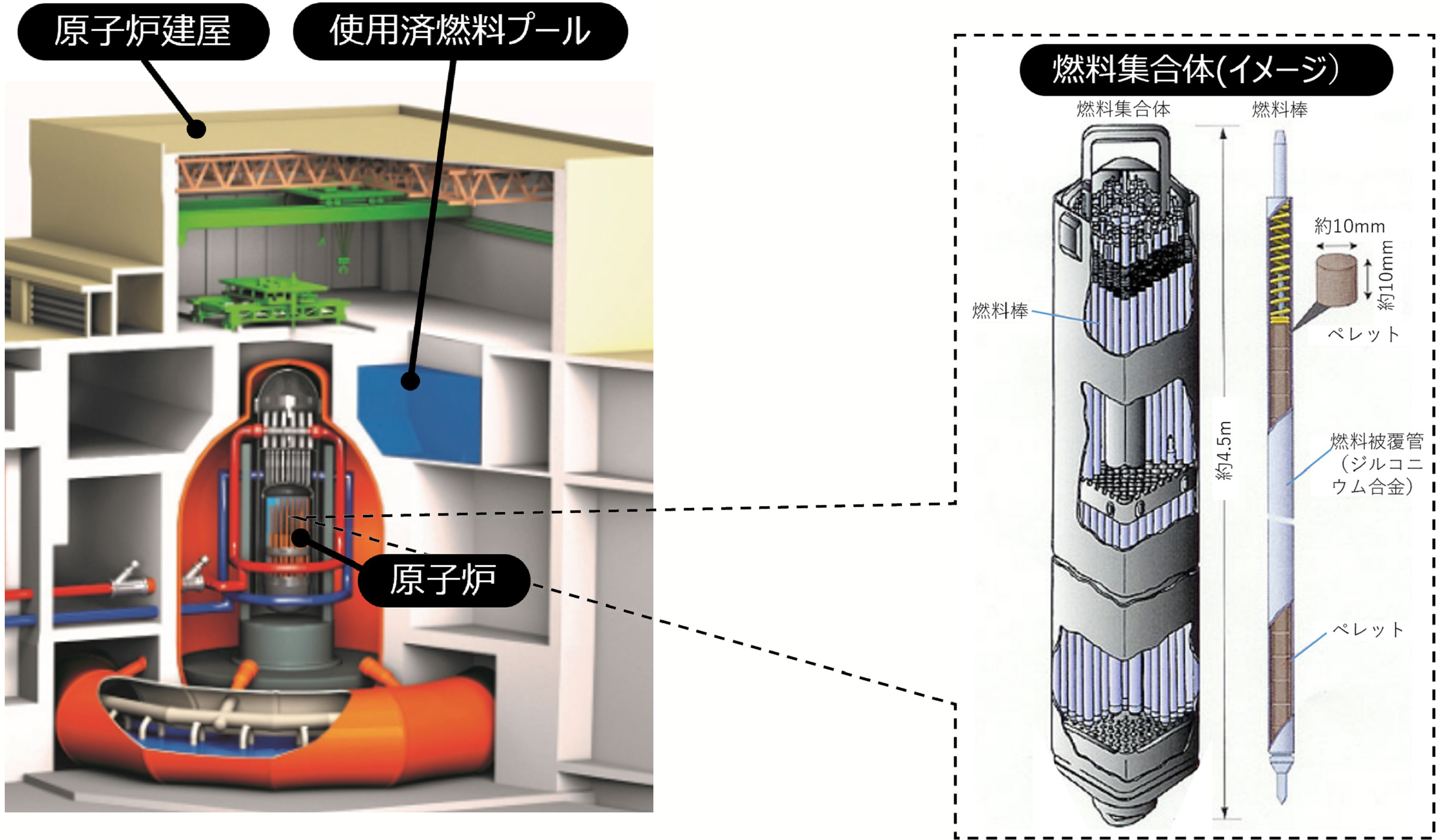 �ʐ^:���q�F����