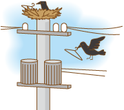 �J���X�̑���w�r�ɂ���d����̂͂Ȃ��H