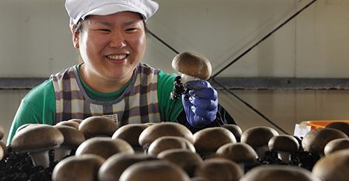 �L���Ȏ��R�̒��Ɍ��}�b�V�����[���͔|�� �C���[�W