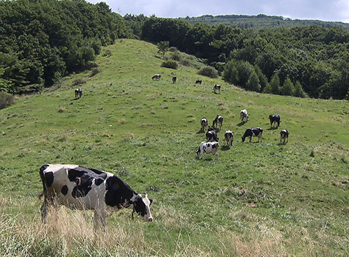 豊かな森が清らかな水を生み出す1