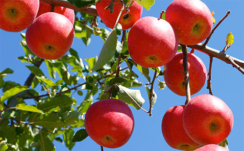 ��n��񂲃u�����h�u��n�ӂ��v�̒a��1