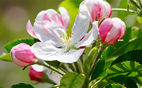 ��n��񂲃u�����h�u��n�ӂ��v�̒a��2