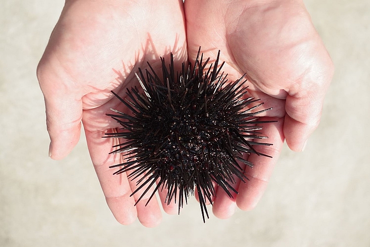 �����̗l�q