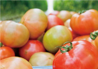 ���f���{�݂̂��ē� �ʐ^